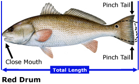 SaltFishMeasure_RedDrum_F.jpg