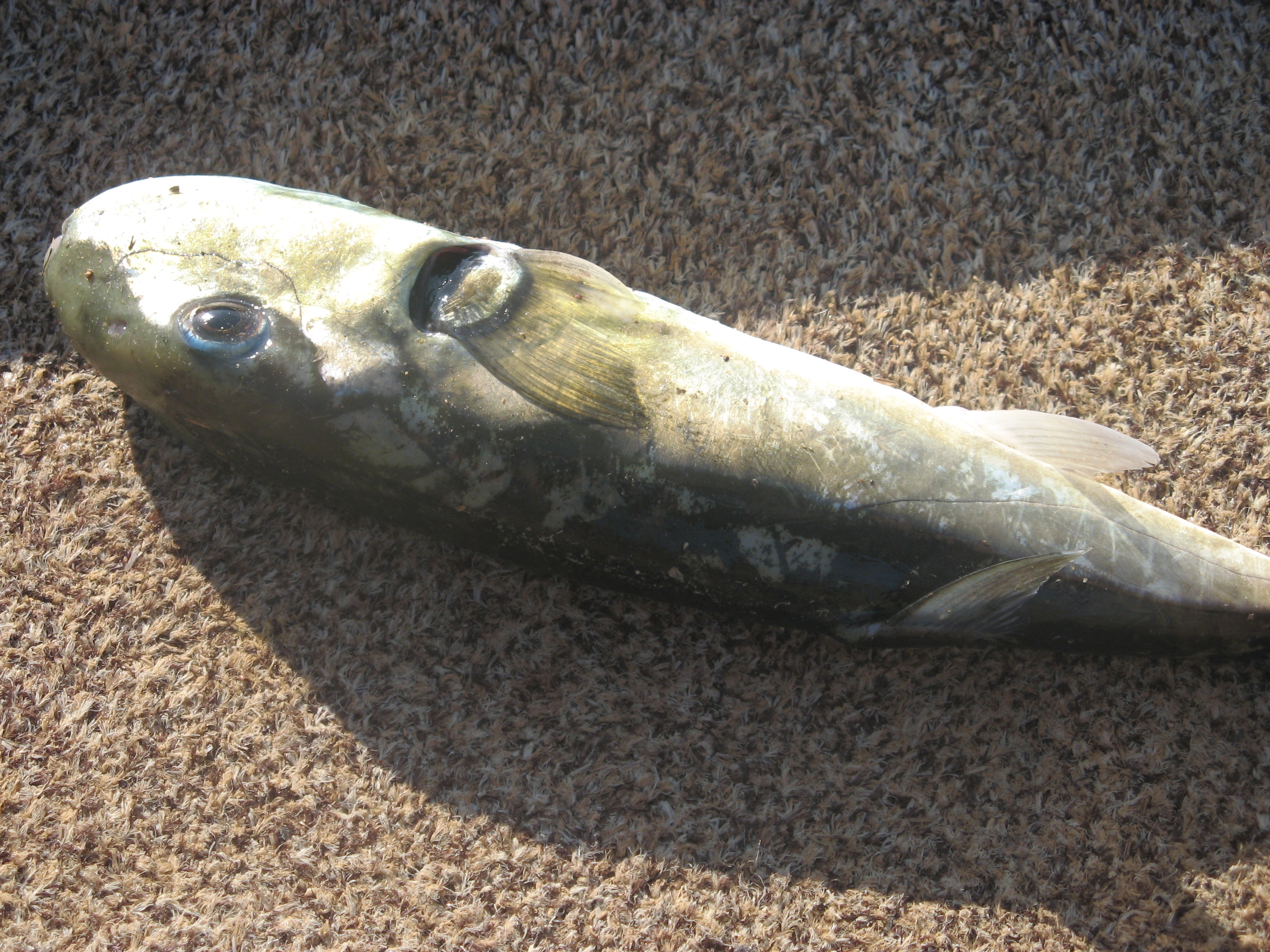fishid.jpg