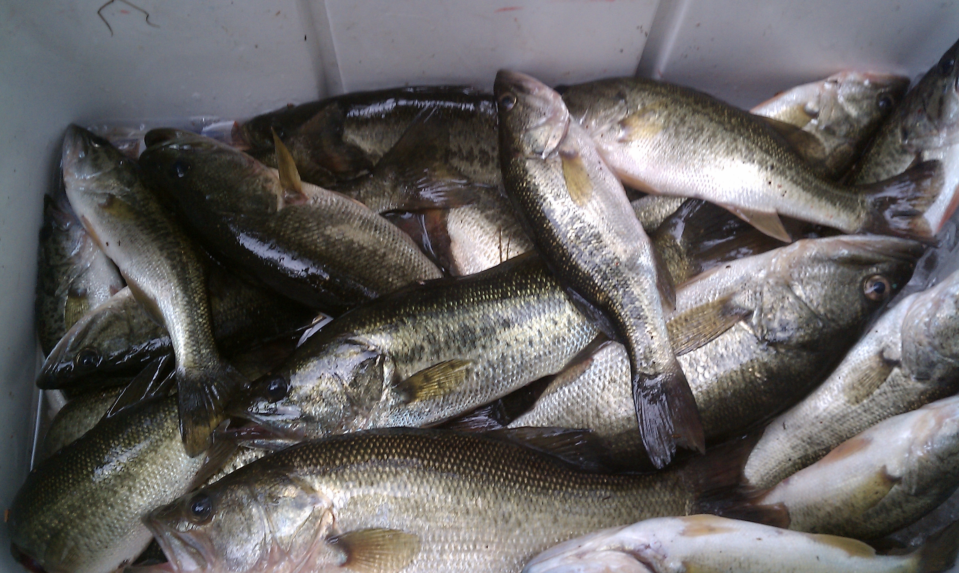 IMAG0011.jpg