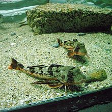 sea robin.jpg