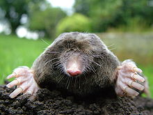 mole.jpg
