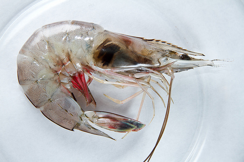 shrimp.jpg