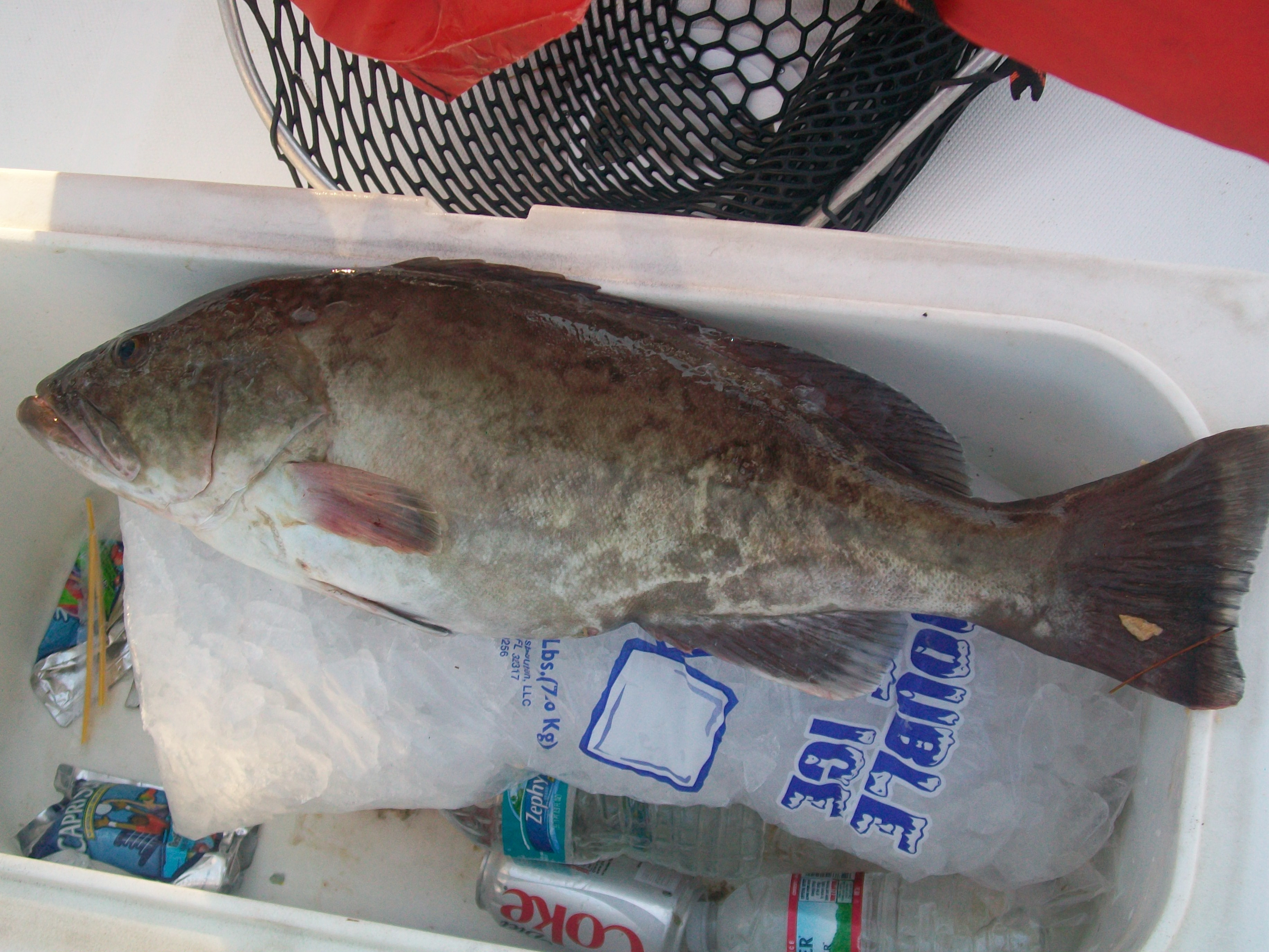 Keeper Gag, lil over 24 inches