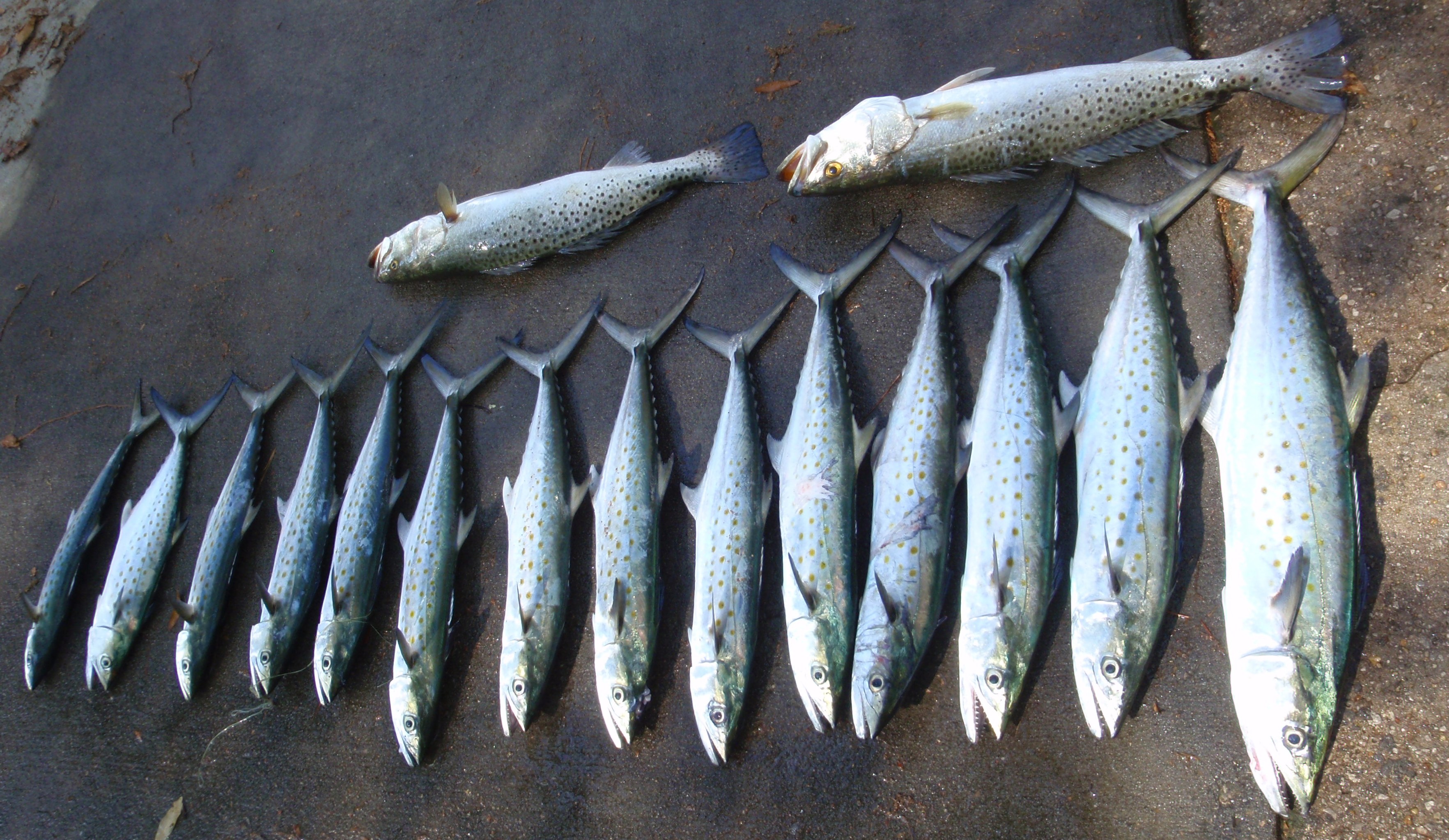 Spanish Macs_20110320_02.JPG