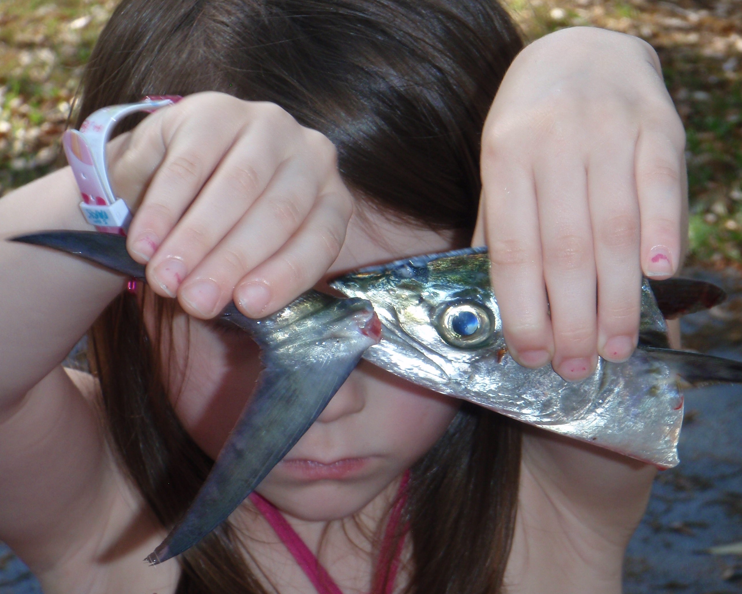 Savannah_Spanish Mackerel_20110320_03.JPG
