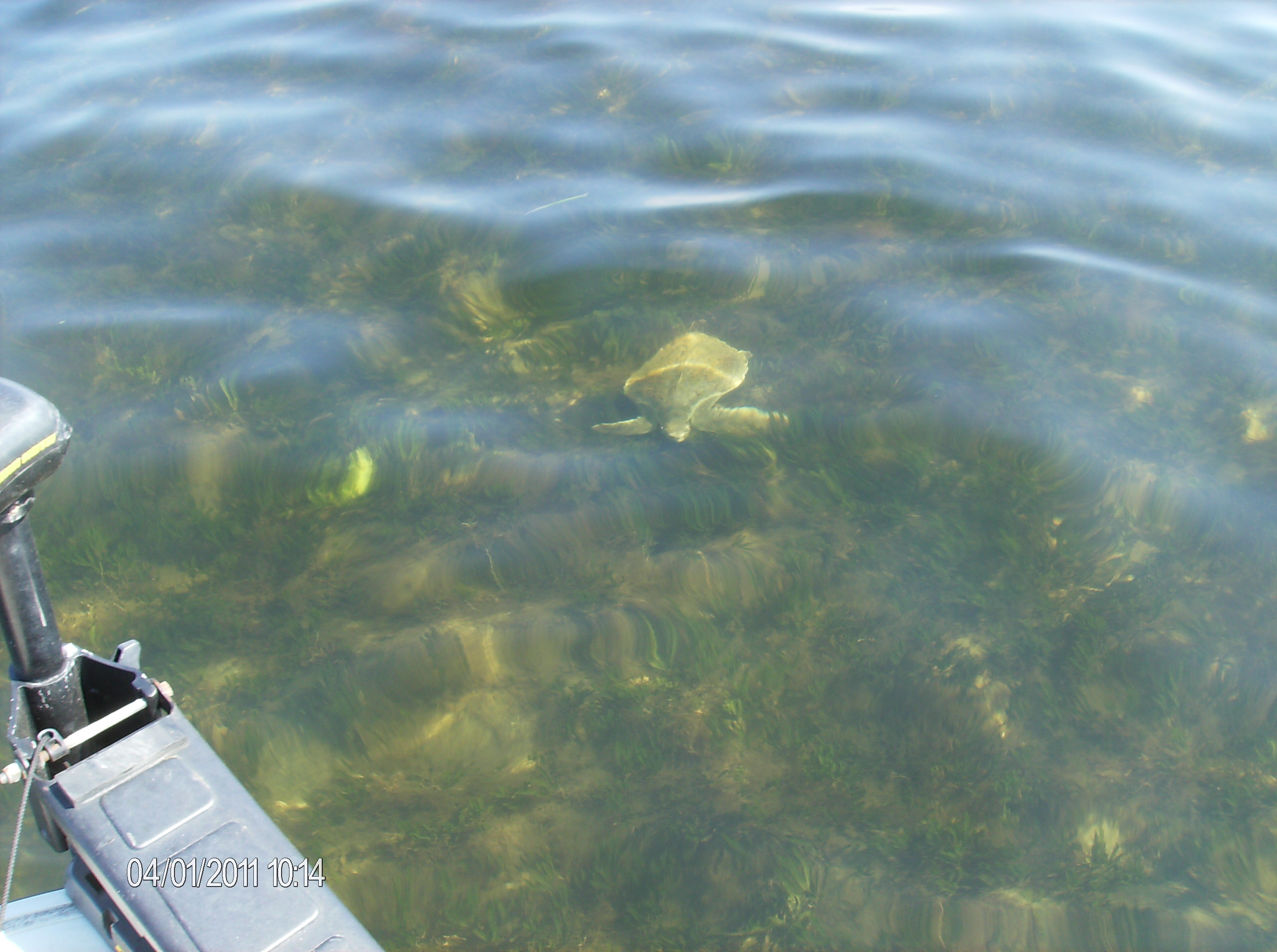 For the nature lovers -- little sea turtle