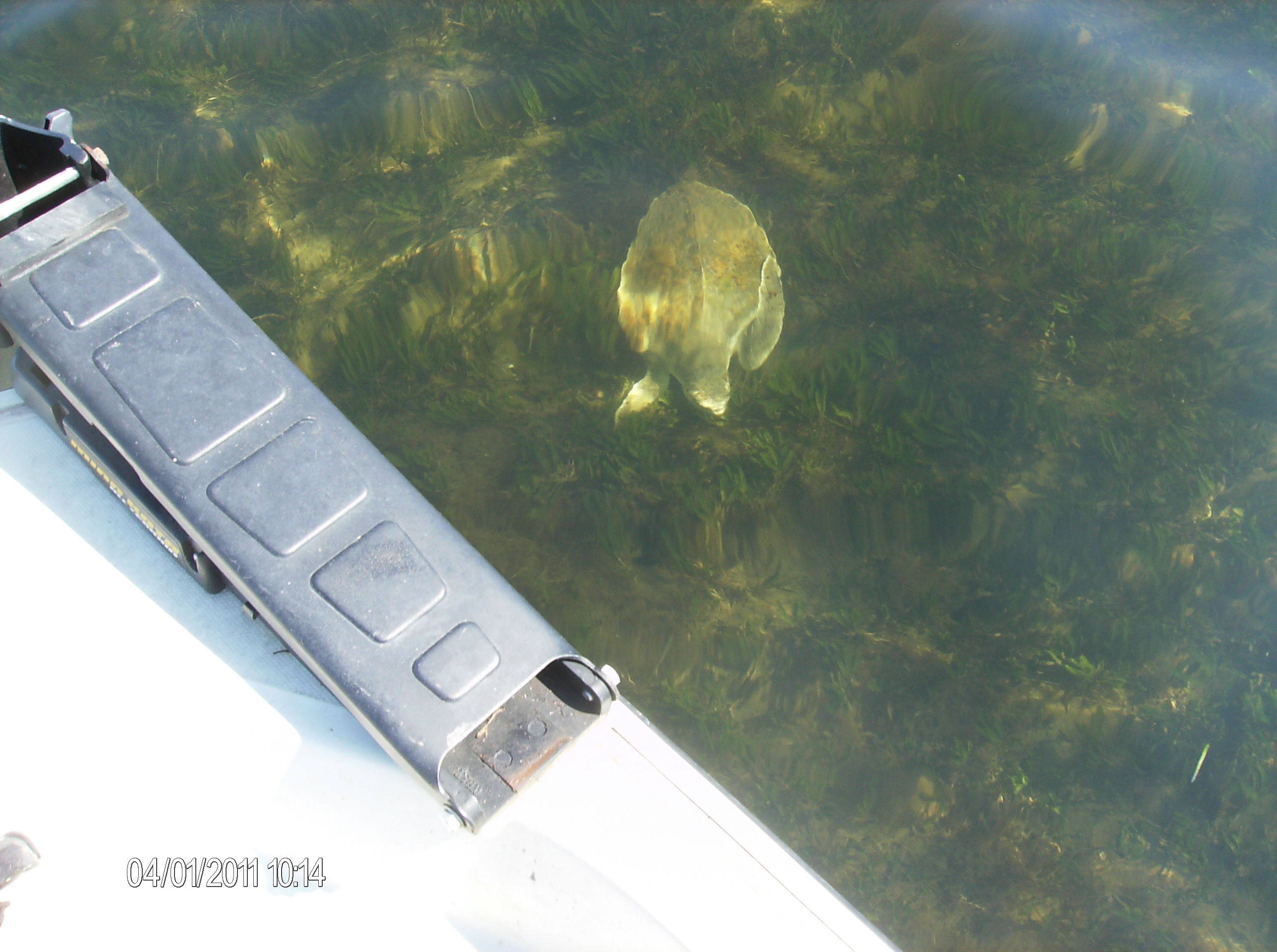 seaturtle -- note water clarity