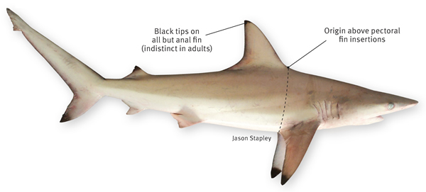 SharkID-Blacktip-Shark-features-600.jpg