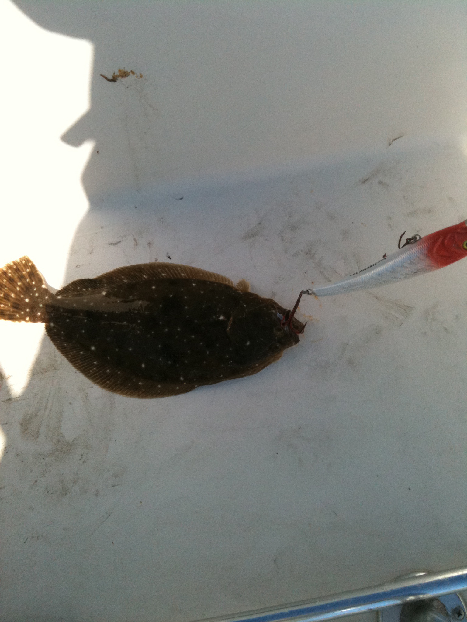 Hungry Flounder.JPG