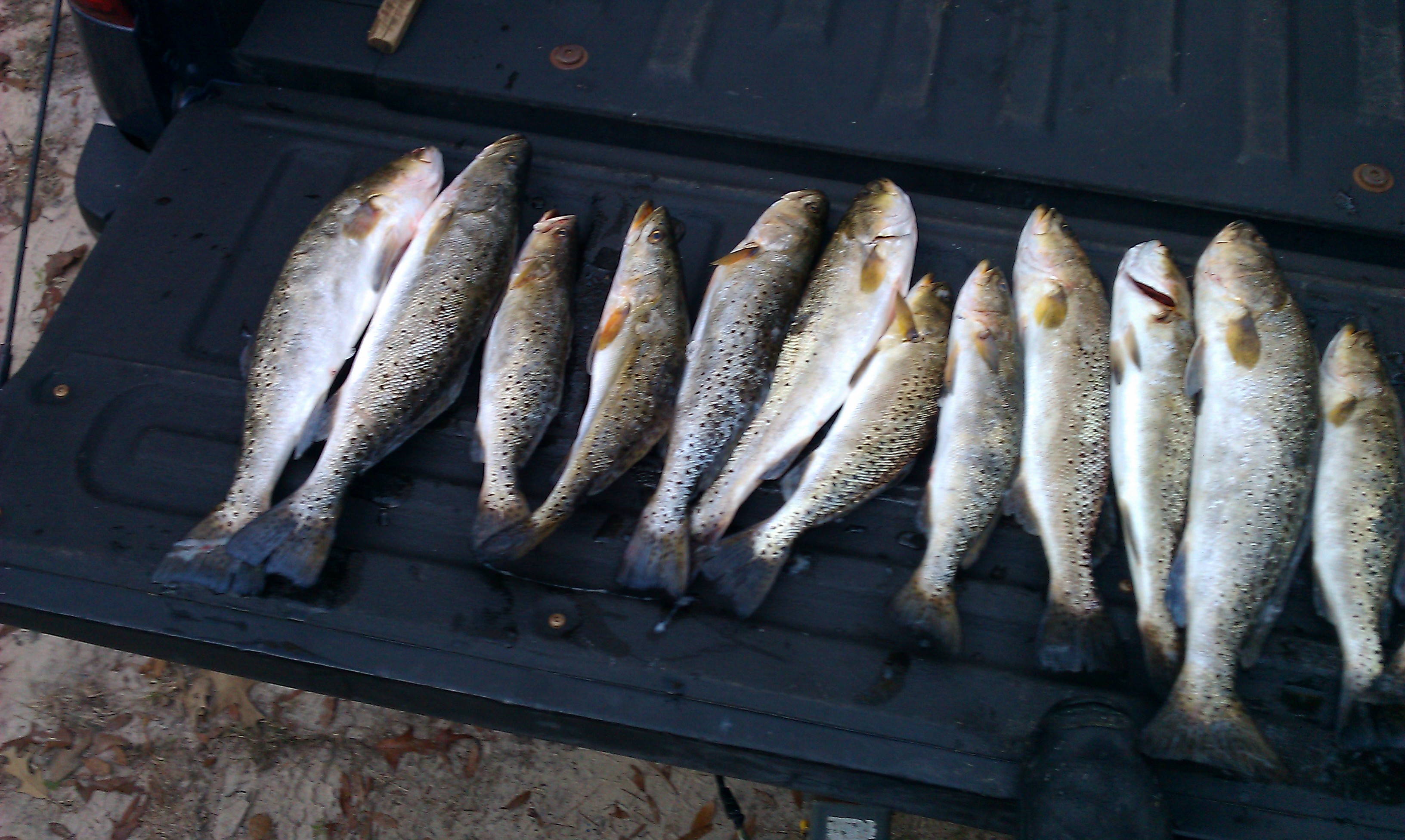 12-31-11 trout 3.jpg