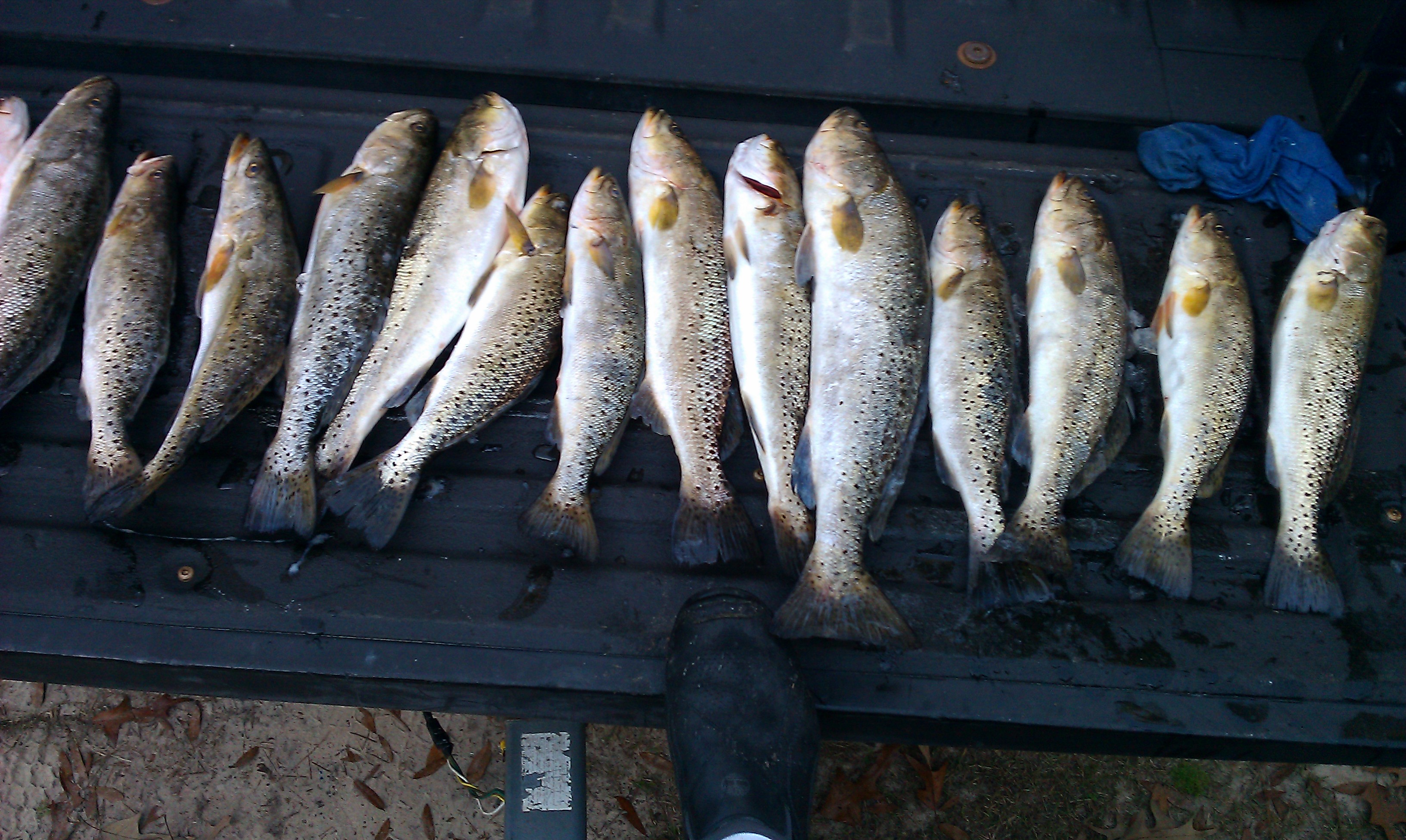 12-31-11 trout 4.jpg