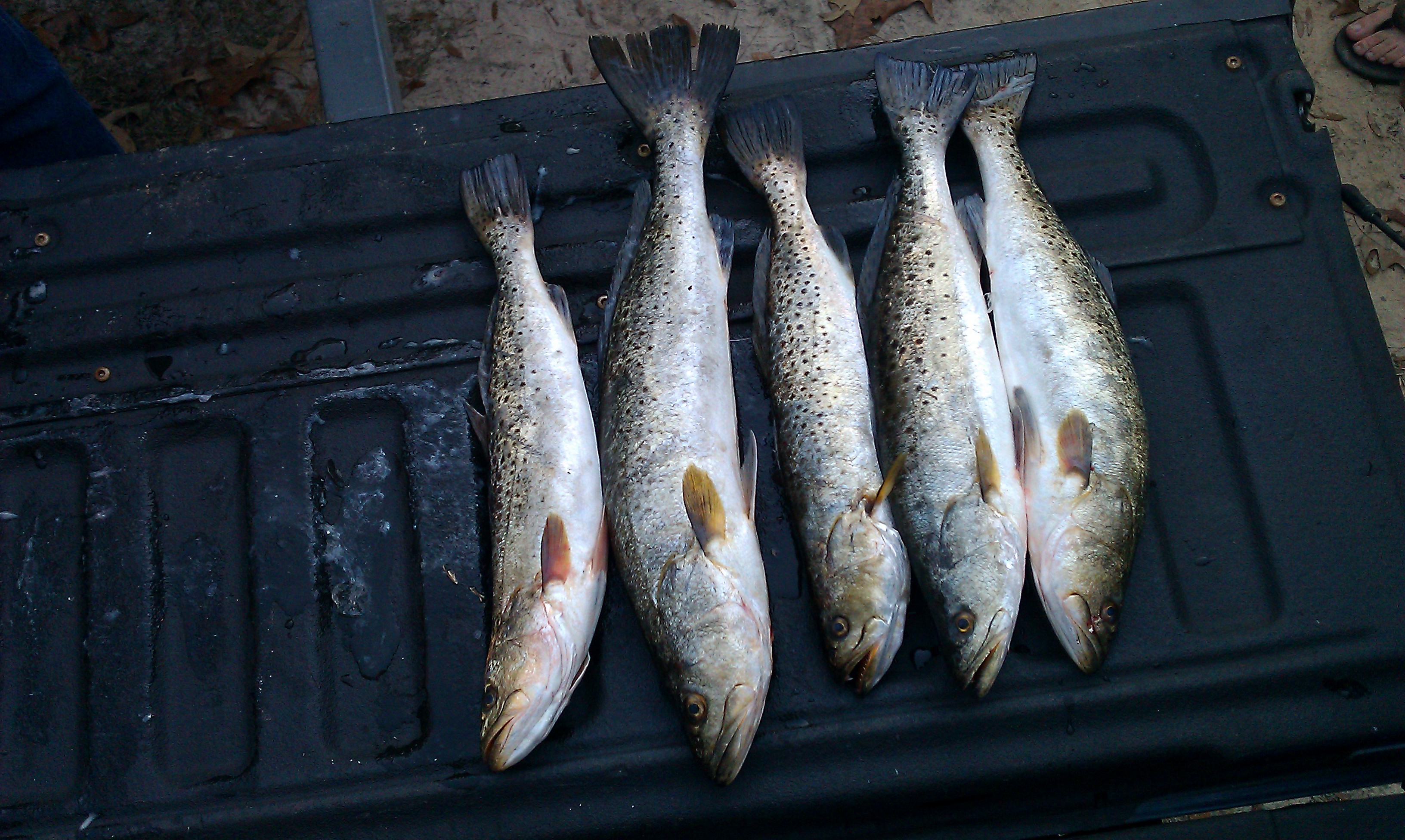 12-31-11 trout 1.jpg