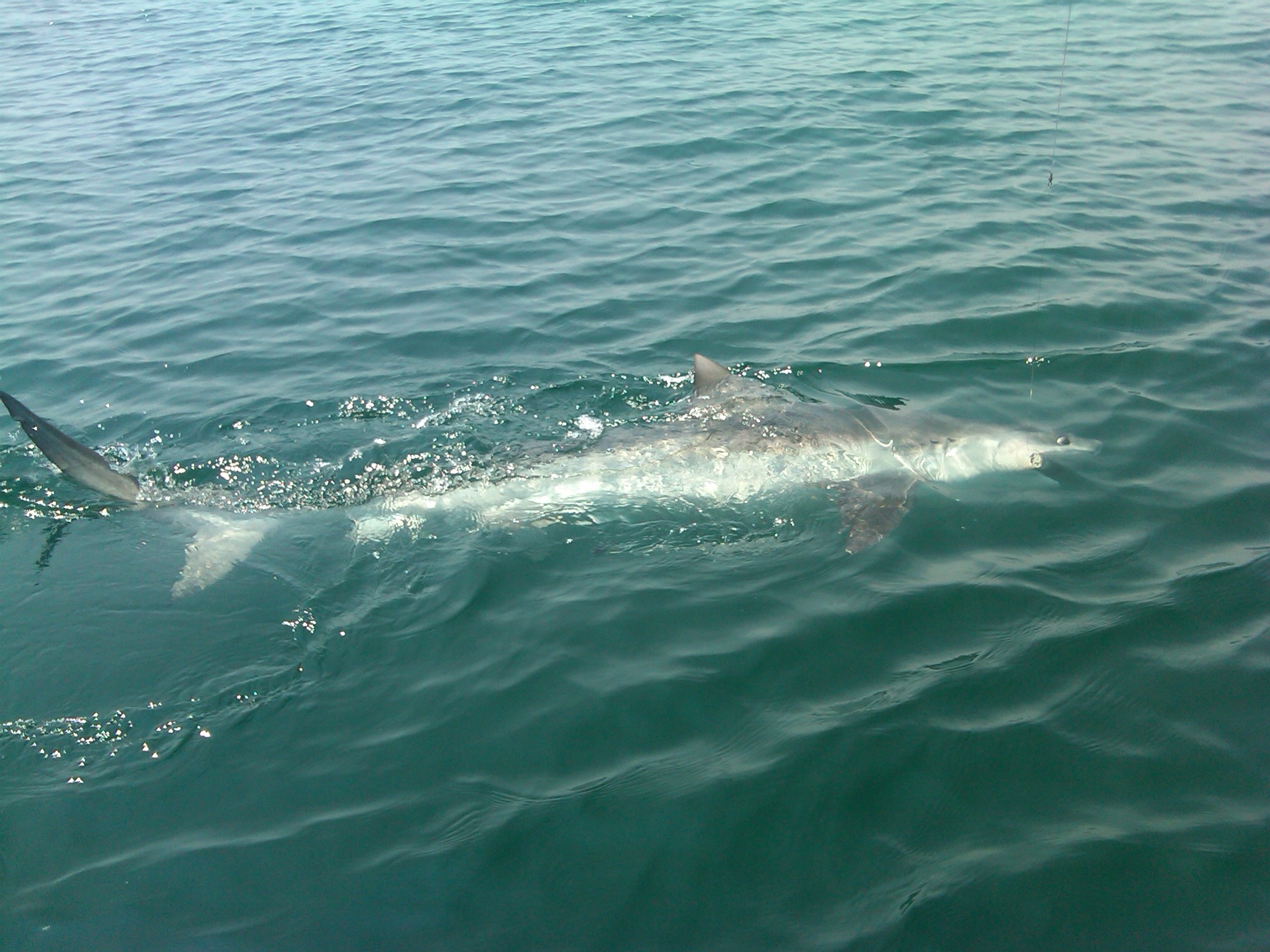 Tiger Shark.JPG
