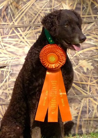 Gypsy Rose AKC Master Hunter Pass_20120212.jpg