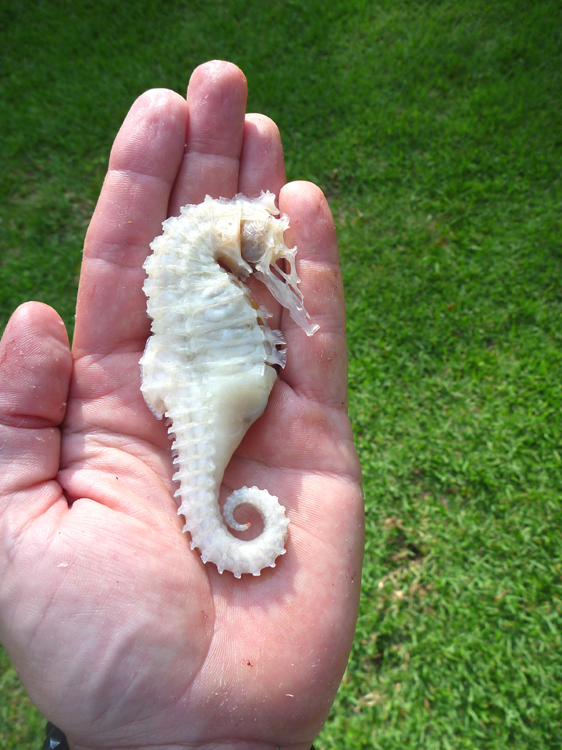 Bevis's Favorite Cobia Bait.jpg