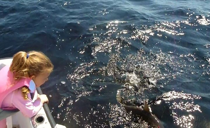 Gray Bug Meets Shark.jpg