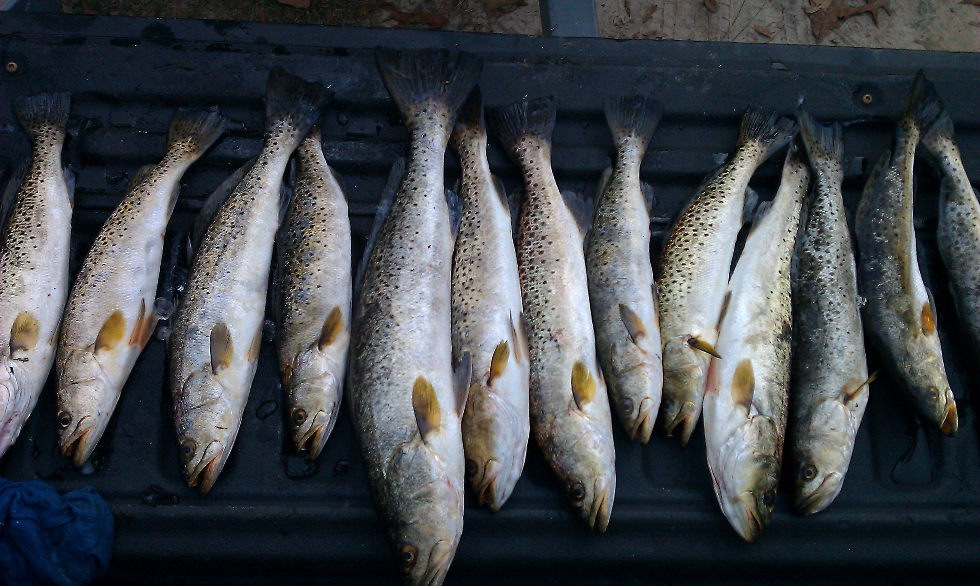 12-31-11 trout 2.jpg