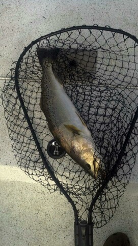 Aucilla 4-7-12 trout.jpg