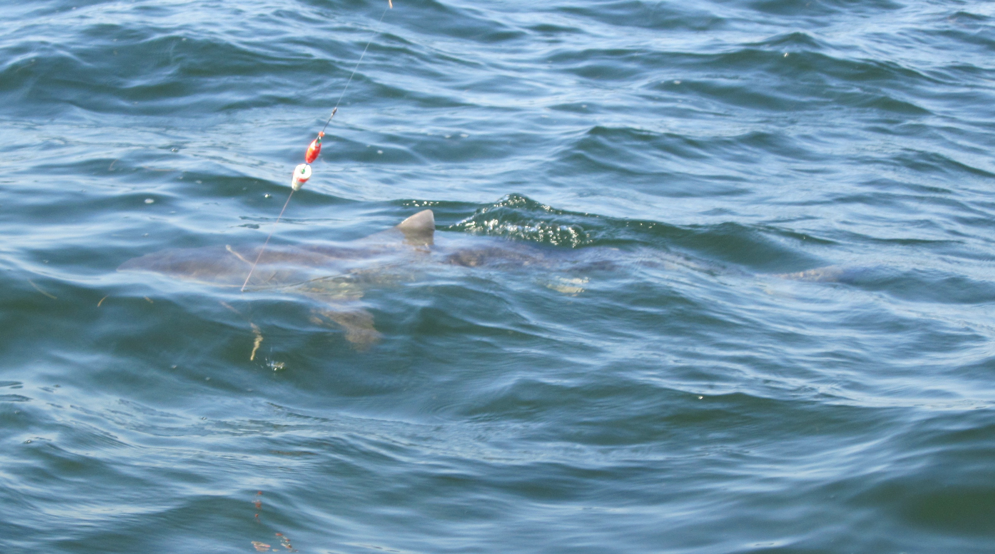 Tiger Shark 2012 002.JPG