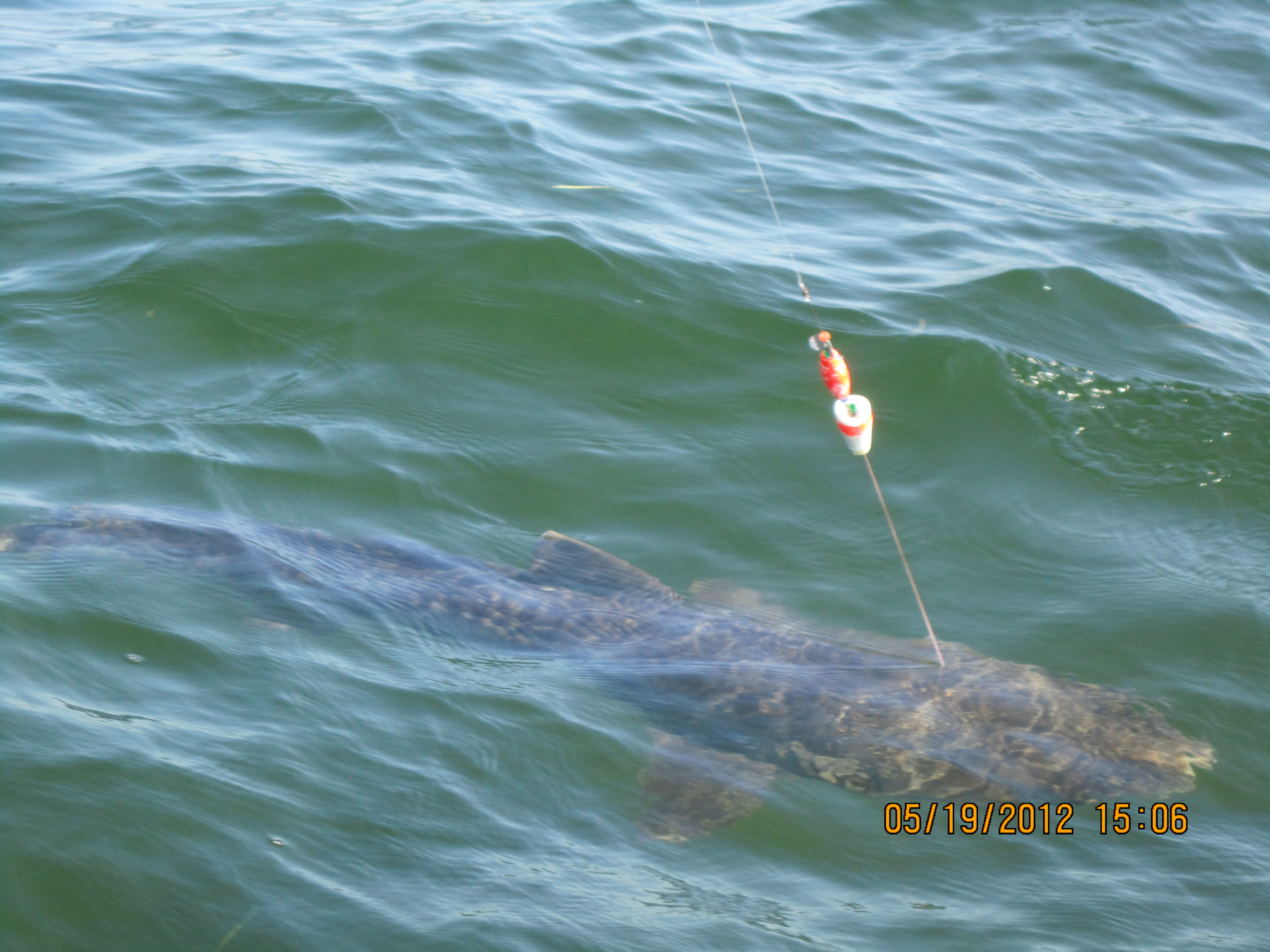 Tiger Shark 2012 018.JPG