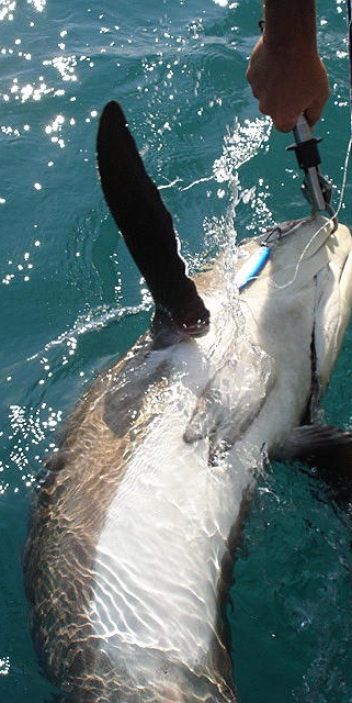 Orca 2.jpg