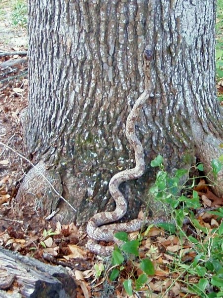 Rat Snake.jpg