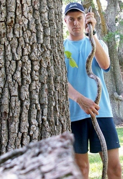 Rat Snake 2.jpg
