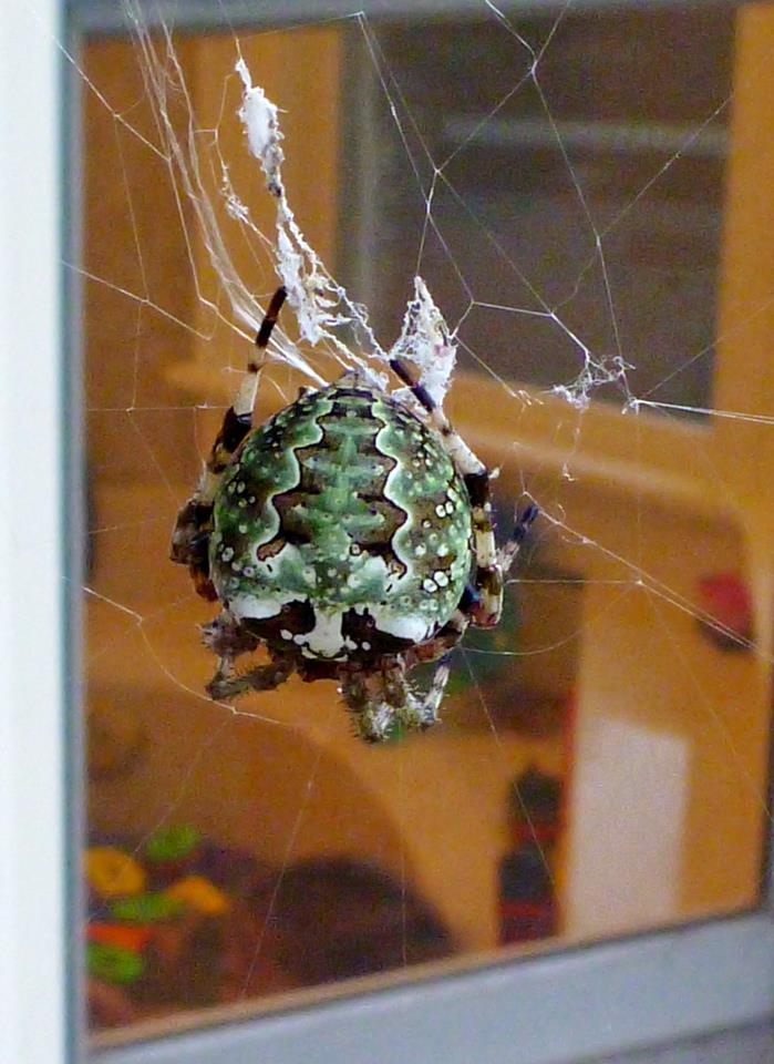 Giant Lichen Orb Weaver.jpg