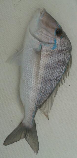 Possible Porgy