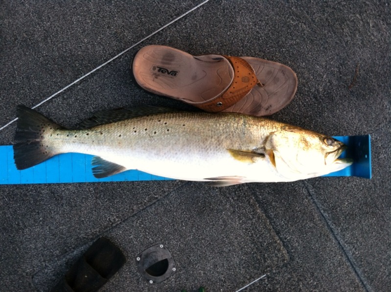 26 in trout with shoe.jpg