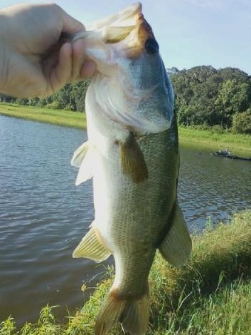 bass taken on topwater