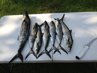 mackerel 4jpg.jpg