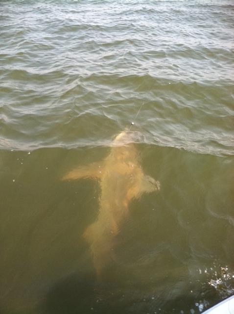 shark2.JPG