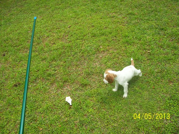 SAM 8wks_on point 02.jpg