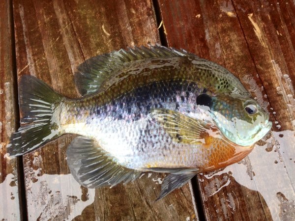 paited bream2.JPG