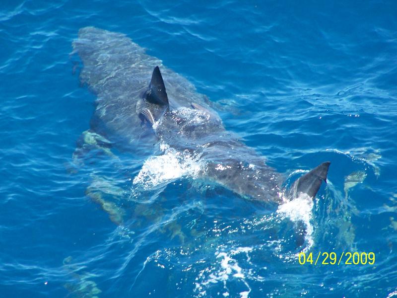 gw_shark1.jpg