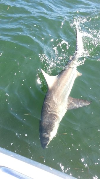 Phone Pictures 6-5-13 069.jpg