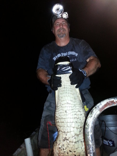 Gator1.jpg