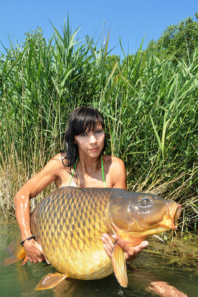 Gura common carp 2.jpg