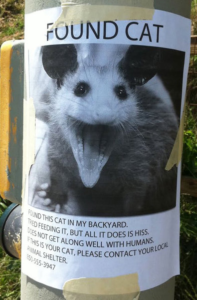 FoundCat.jpg
