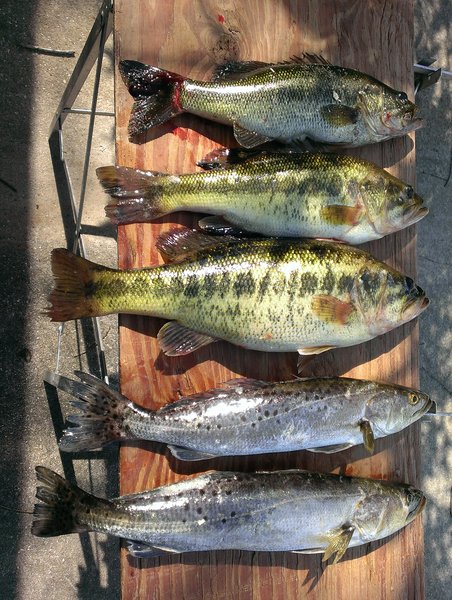 02-18-2014 Bass & Trout 009.jpg