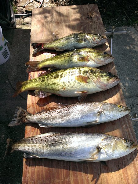 02-18-2014 Bass & Trout 008.jpg