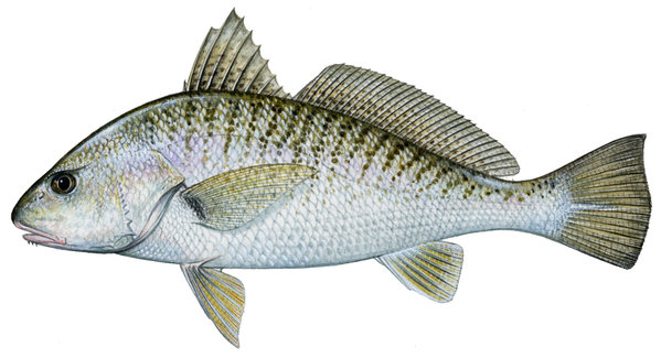 atl. croaker copy.jpg