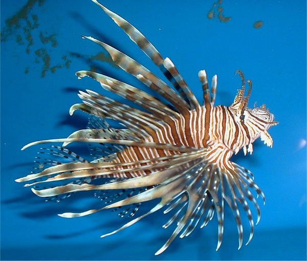 +lionfish - photo by Dr. James Morris, NOAA.jpg