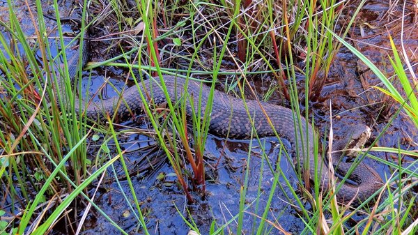 Tournesol Cottonmouth.jpg