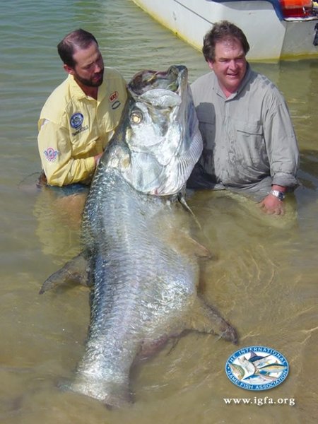 world-record-tarpon-562x750.jpg