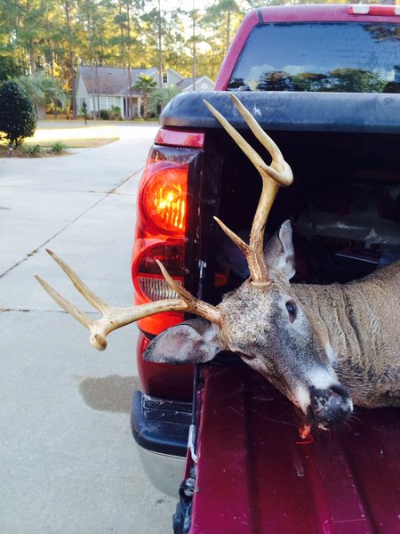 Abigial's Deer 2.jpg