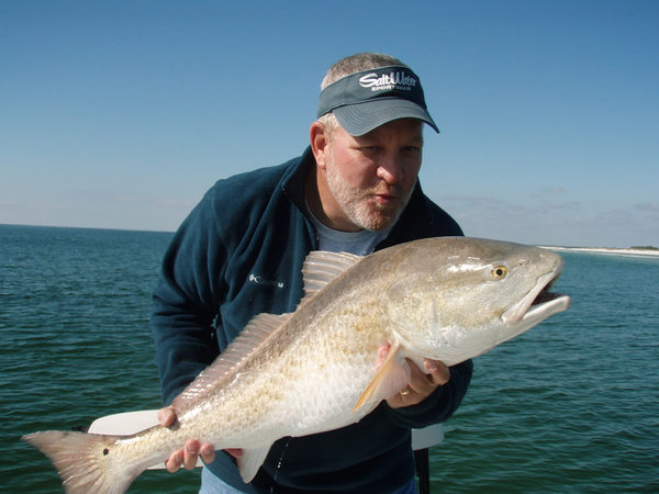 Dave Lear bull red2 Nov 18, 2009.jpg