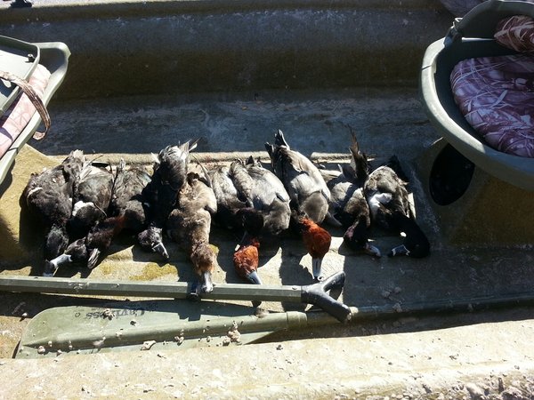 mixed.bag.ducks.1.10.15.jpg