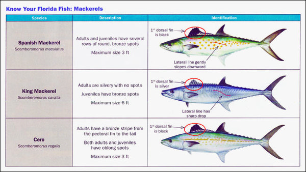 Mackerels2.jpg
